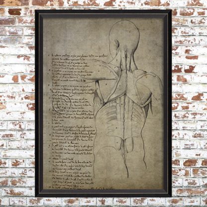 Framed Anatomical Torso Print 2