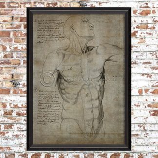 Framed Anatomical Torso Print