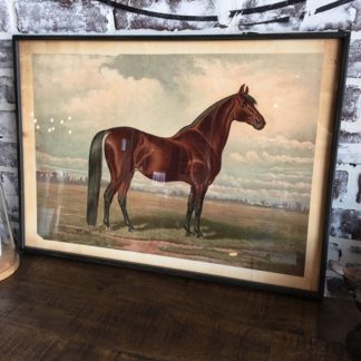 Prized Horse In Pasture Framed Print 1