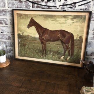 Prized Horse In Pasture Framed Print 2