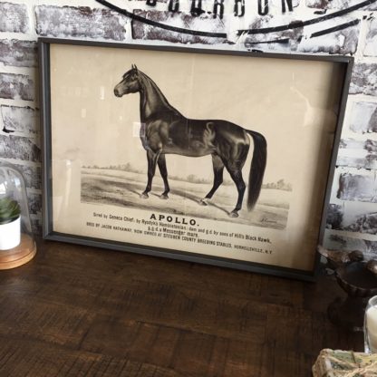 Famous Race Horse Framed Print- Apollo