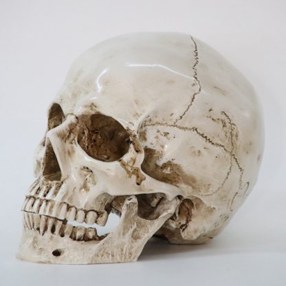 Skull Resin Sculpture