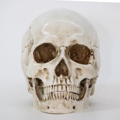 Skull Resin Sculpture