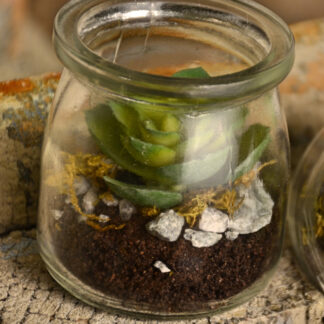 Succulent in Glass Jar