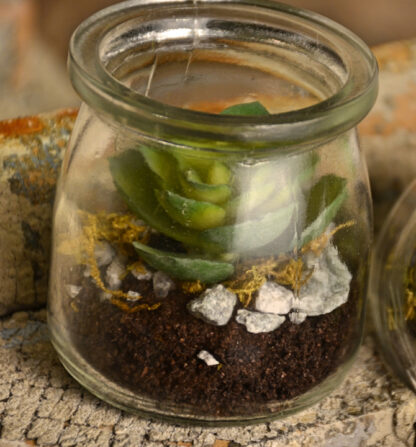 Succulent in Glass Jar