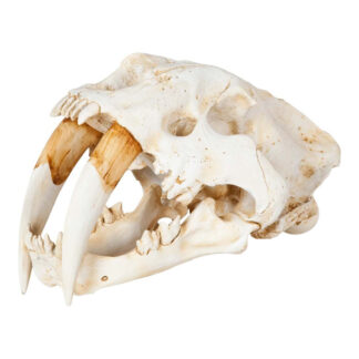 Fozzil Resin Sabretooth Skull