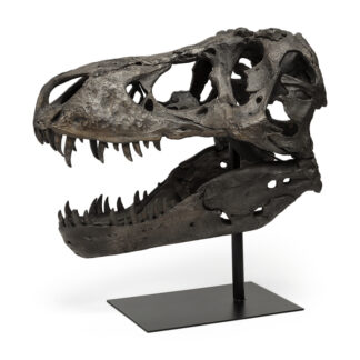 Lagrane Resin T-Rex Skull
