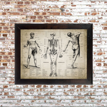 Anatomy Chart 1 Framed Print- 18x24