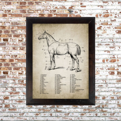 Horse Anatomy 1 Framed Print- 18x24