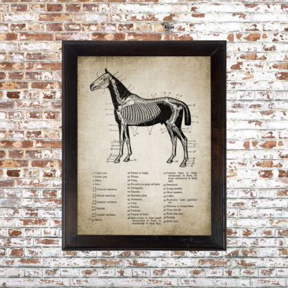 Horse Anatomy 2 Framed Print- 18x24