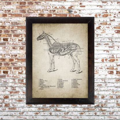 Horse Anatomy 3 Framed Print- 18x24