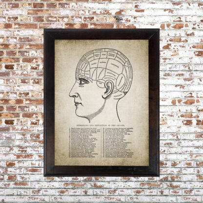 Phrenology Head Framed Print- 18x24