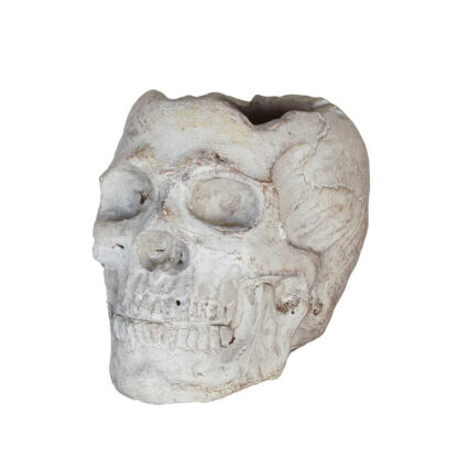 Memento Mori Skull- Large